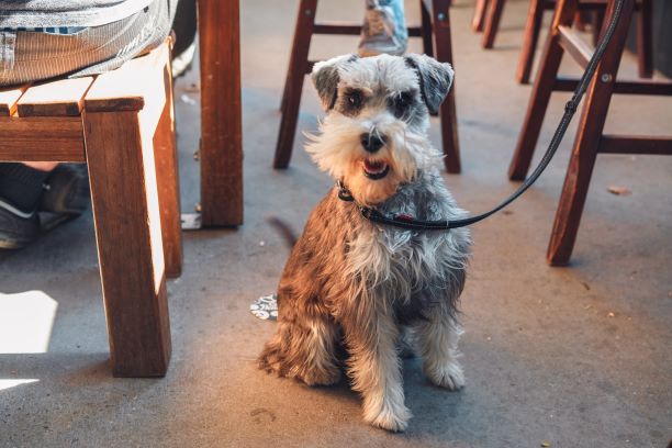 are dogs allowed in pubs in australia